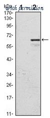 OriGene AM06544SU-N image 1