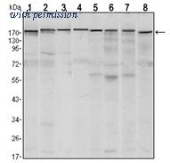 OriGene AM06546SU-N image 1