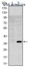 OriGene AM06553SU-N image 1