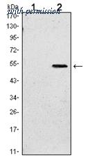 OriGene AM06555SU-N image 1