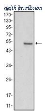 OriGene AM06556SU-N image 1
