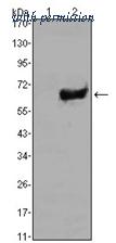 OriGene AM06557SU-N image 1