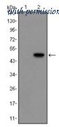 OriGene AM06563SU-N image 1