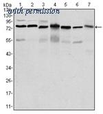 OriGene AM06564SU-N image 1