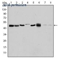 OriGene AM06573SU-N image 1