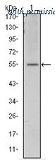 OriGene AM06576SU-N image 1