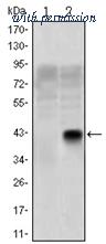 OriGene AM06579SU-N image 1