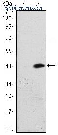 OriGene AM06585SU-N image 1