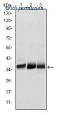 OriGene AM06591SU-N image 1