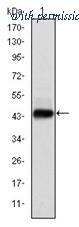 OriGene AM06592SU-N image 1