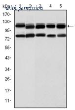 OriGene AM06596SU-N image 1