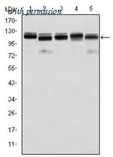OriGene AM06597SU-N image 1