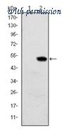 OriGene AM06609SU-N image 1
