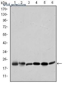 OriGene AM06611SU-N image 1