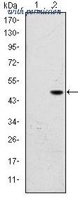 OriGene AM06615SU-N image 1