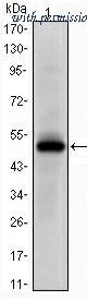 OriGene AM06621SU-N image 1
