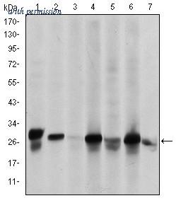 OriGene AM06625SU-N image 1