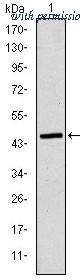 OriGene AM06626SU-N image 1