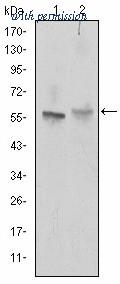 OriGene AM06628SU-N image 1