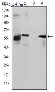 OriGene AM06631SU-N image 1