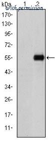 OriGene AM06633SU-N image 1