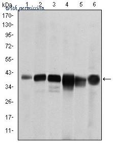 OriGene AM06634SU-N image 1