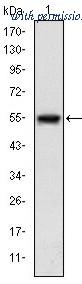 OriGene AM06637SU-N image 1