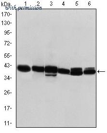 OriGene AM06638SU-N image 1