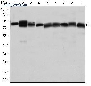 OriGene AM06640SU-N image 1