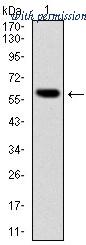 OriGene AM06644SU-N image 1