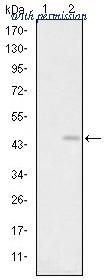 OriGene AM06645SU-N image 1