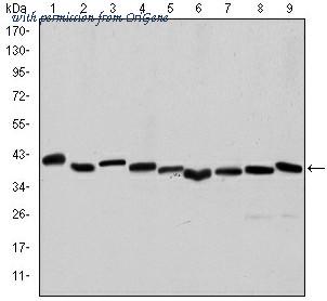 OriGene AM06647SU-N image 1