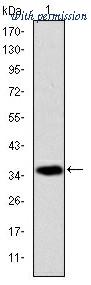 OriGene AM06656SU-N image 1