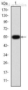 OriGene AM06662SU-N image 1