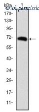 OriGene AM06679SU-N image 1