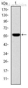 OriGene AM06682SU-N image 1