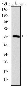 OriGene AM06684SU-N image 1