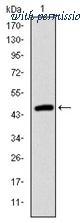 OriGene AM06686SU-N image 1