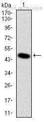 OriGene AM06690SU-N image 1