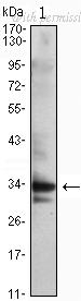 OriGene AM06693SU-N image 1