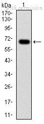 OriGene AM06694SU-N image 1