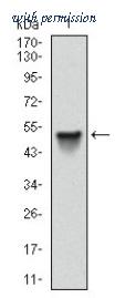 OriGene AM06700SU-N image 1