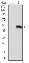 OriGene AM06708SU-N image 1