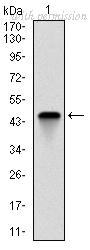 OriGene AM06710PU-N image 1