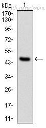 OriGene AM06713PU-N image 1