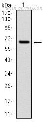 OriGene AM06716PU-N image 1