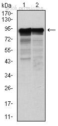 OriGene AM06717PU-N image 1