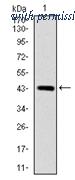 OriGene AM06721PU-N image 1