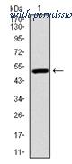 OriGene AM06722PU-N image 1