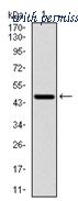 OriGene AM06724PU-N image 1